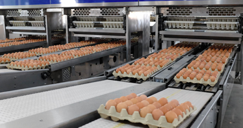 Hòa Phát bán hơn 1 triệu quả trứng gà mỗi ngày