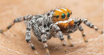 Cận cảnh loài nhện mới biết nhảy múa tán tỉnh