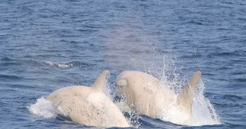 Đặc tính kỳ thú cá voi sát thủ trắng siêu hiếm lộ diện ở Nhật 