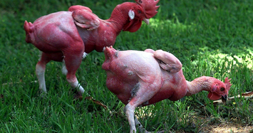 Giống gà không lông, đỏ rực như lửa độc nhất thế giới