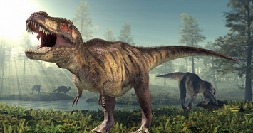 Quái vật T-rex thực chất chỉ là loài chuyên 'cắn trộm' để tồn tại