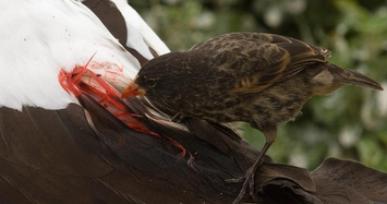 Loài chim sẻ tiến hoá bằng cách uống máu động vật để sinh tồn