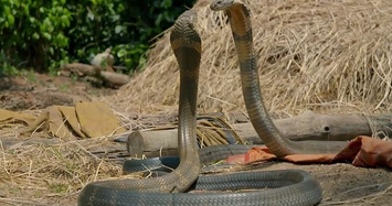 Những loài rắn độc nhất thế gian