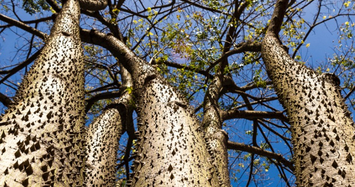 Kinh dị cây Vông Đồng là một trong 5 loài độc nhất thế giới