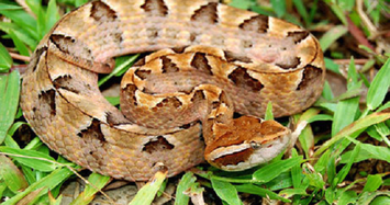 Việt Nam có loài rắn độc răng nanh cực dài
