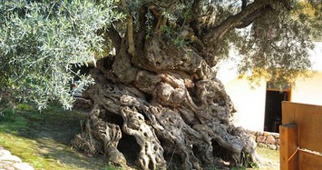 Bất ngờ những cây cổ thụ tuổi thọ hàng nghìn năm, xuất hiện trước cả con người