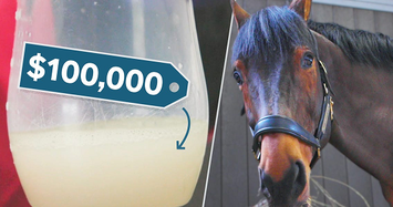 Vì sao chất lỏng trong cơ thể ngựa có giá hàng trăm tỉ đồng/lít?