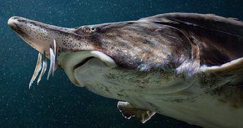 Vì sao cá tầm từng được coi là loài “cá hoàng gia”?