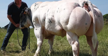 Biết gì về giống bò “cơ bắp” sắp lộ diện tại Việt Nam?