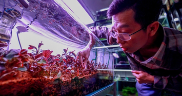 Lại thêm trào lưu săn cây thủy sinh siêu đắt đỏ ở Hà Nội