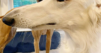 Bất ngờ chú chó có chiếc mũi dài gây sốt cộng đồng mạng 
