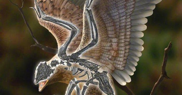 Phát hiện loài chim sống trong kỷ Phấn trắng tiến hóa khác thường