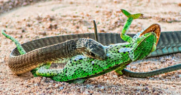 Cận cảnh loài rắn độc nhất châu Phi hạ gục đối thủ