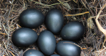 Hiếm có khó tìm quả trứng đen sì giá “chát” cả triệu đồng