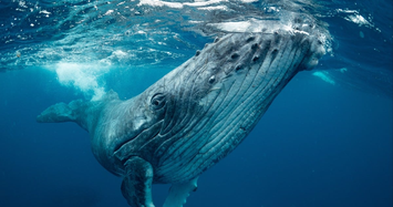 Cá voi xanh sống ở tất cả các đại dương, có thể nặng trên 200 tấn 