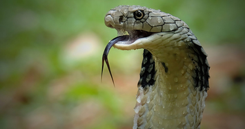 Điều gì xảy ra khi bị rắn hổ mang phun nọc độc vào mặt? 
