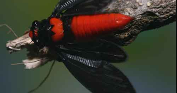 Loài ve sầu đỏ rực ngay từ khi còn là ấu trùng