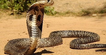 Rắn hổ mang chúa dài 4,5 mét nuốt chửng một con rắn khác