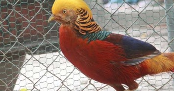 Những loại chim quý giá “khủng” đại gia Việt lùng mua