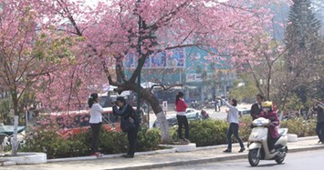 Hoa không nở, Đà Lạt hủy bỏ lễ hội hoa mai Anh Đào