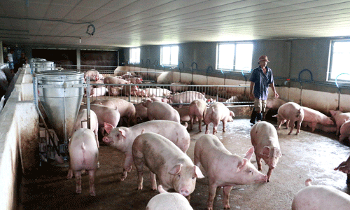 Đem 3 tỷ đồng đánh cược nghề nuôi lợn