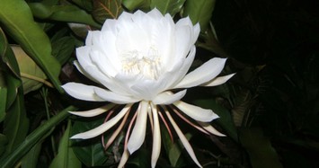 Loài hoa đẹp, hiếm nhất thế giới, được Phật giáo tôn sùng