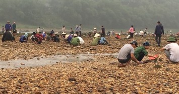 Phú Thọ: Dân đổ xô ra sông đãi tìm đá quý