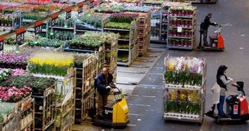 Tận mục sàn đấu giá hoa tươi lớn nhất thế giới