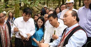 Thủ tướng thăm mô hình sản xuất sâm Ngọc Linh quy mô lớn tại Kon Tum