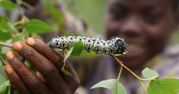 Kinh dị món sâu bướm Mopane, đặc sản được ưa chuộng ở Zimbabwe