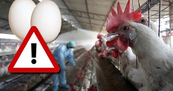 “Trứng bẩn Hà Lan không bán ở Việt Nam“