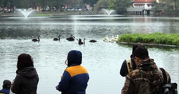 “Bảo mẫu” thiên nga ở hồ Thiền Quang: Để mất con nào là mất Tết luôn!