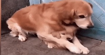 Chó mẹ ôm chặt chó con vì sợ đem bán gây sốt mạng