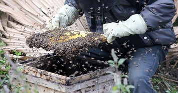 Cảnh thu hoạch mật ong bạc hà ở cao nguyên đá Đồng Văn