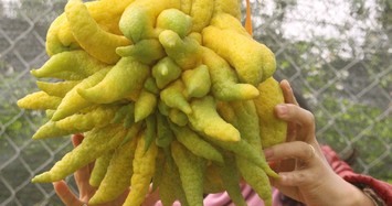 "Dung nhan" trái phật thủ Thịnh-Suy-Bĩ-Thái chục triệu không mua nổi