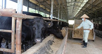 Giống bò đắt nhất thế giới được nuôi tại Việt Nam như thế nào?