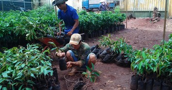 Đổ xô trồng "cây tiền tỷ" sầu riêng, nguy cơ dính “sầu chung”