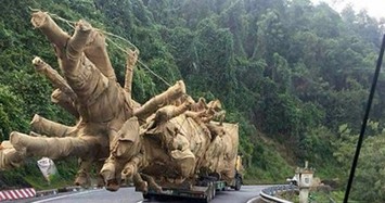 3 cây đa sộp "quái thú" lọt cửa Đắk Lắk thế nào?