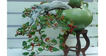 Mê mẩn loạt bonsai dâu tằm đẹp hút mắt