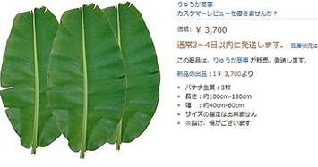 Cận cảnh lá chuối Việt bán đắt "khủng khiếp" tại Nhật: 500.000 đồng/chiếc