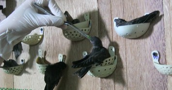 Về thủ phủ nuôi chim yến kiếm bạc tỷ tại Kiên Giang