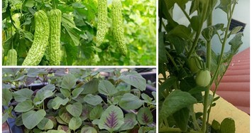 10 loại rau củ đón hè nên trồng trong tháng 4