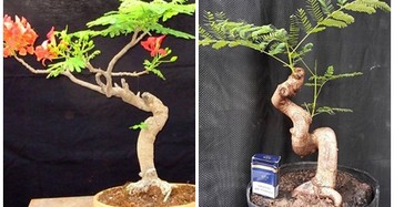 Mê tít những chậu bonsai hoa phượng đỏ