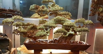 Mê tít những chậu bonsai gỗ cầu kỳ, tinh xảo