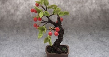 Mê tít những chậu bonsai cherry đẹp hút mắt