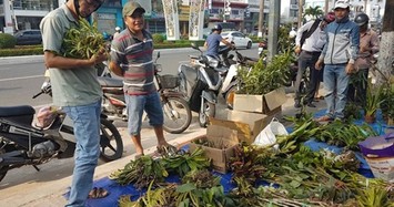 Thăm chợ lan rừng bán theo kg ở Đà Nẵng