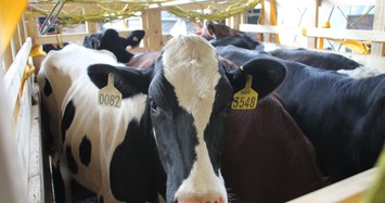 Vinamilk tiếp tục nhập hơn 200 cô bò hữu cơ về VN