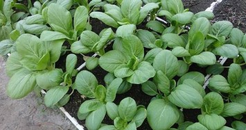 Cách trồng rau cải lên “vùn vụt” ăn mỏi miệng suốt mùa đông
