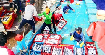 Đầu năm, ngư dân Bình Định trúng đậm cá ngừ thu về tiền tỷ