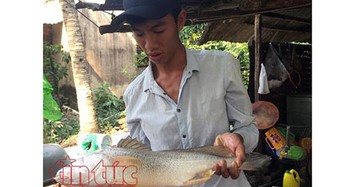Cần thủ Sài Gòn câu được cá sủ vàng quý hiếm nặng hơn 2kg